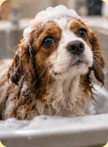 A wet spaniel puppy in the bath with a soapy head
